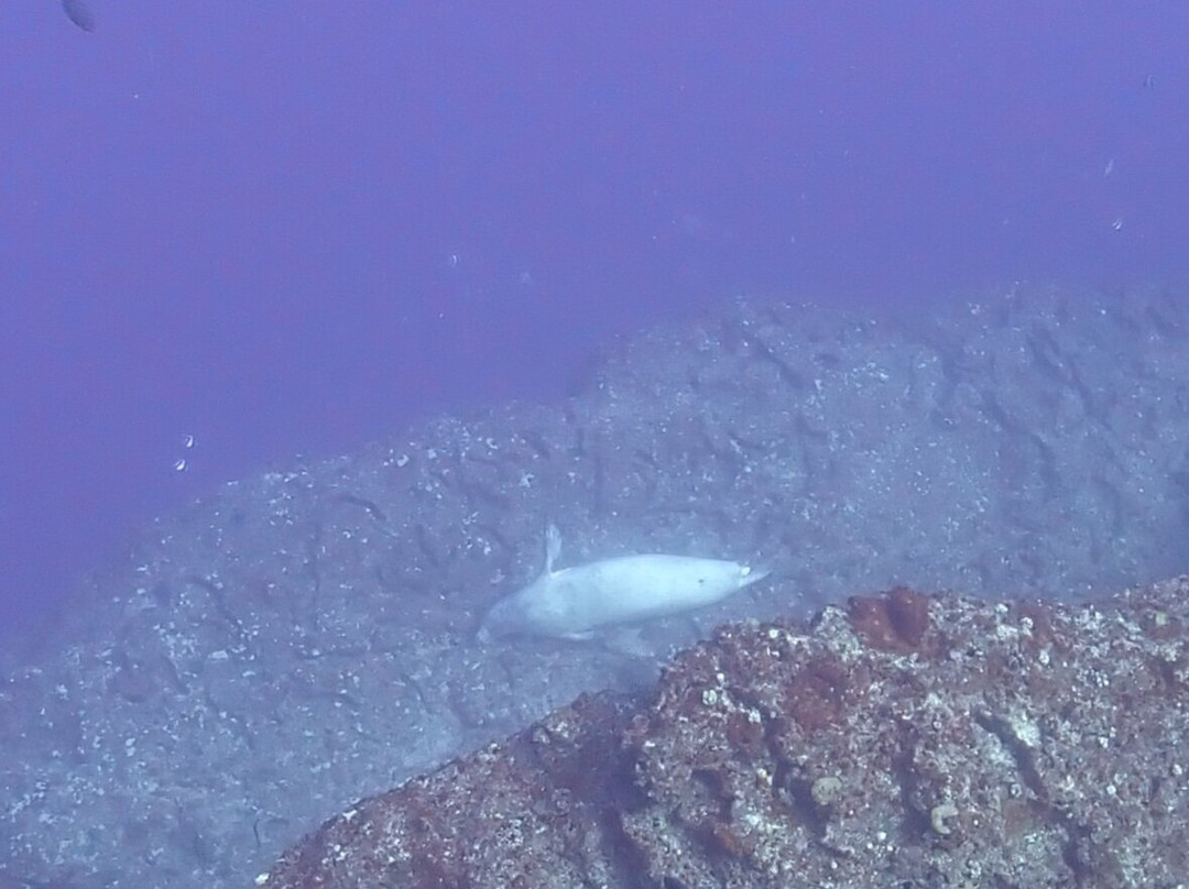 Bubbles Below Scuba Charters-埃里埃利必去景点
