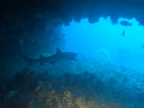 Bali Diving School-沙努尔必去景点