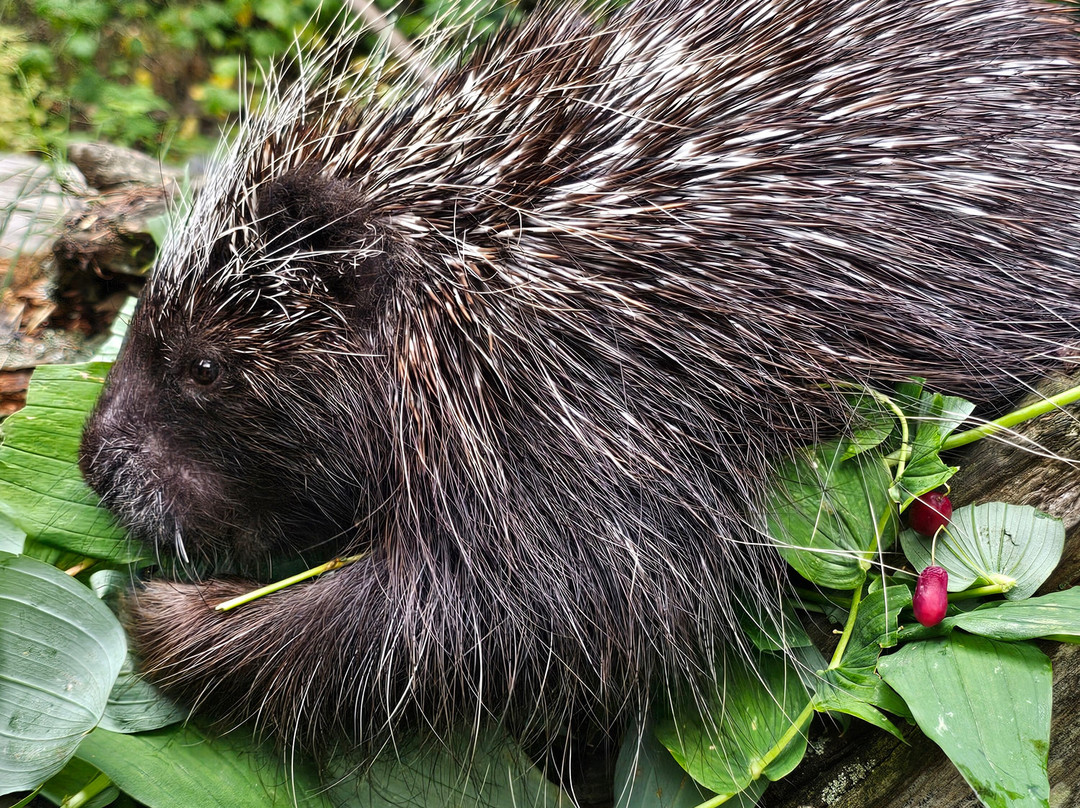 Kroschel Films Wildlife Center-海恩斯必去景点