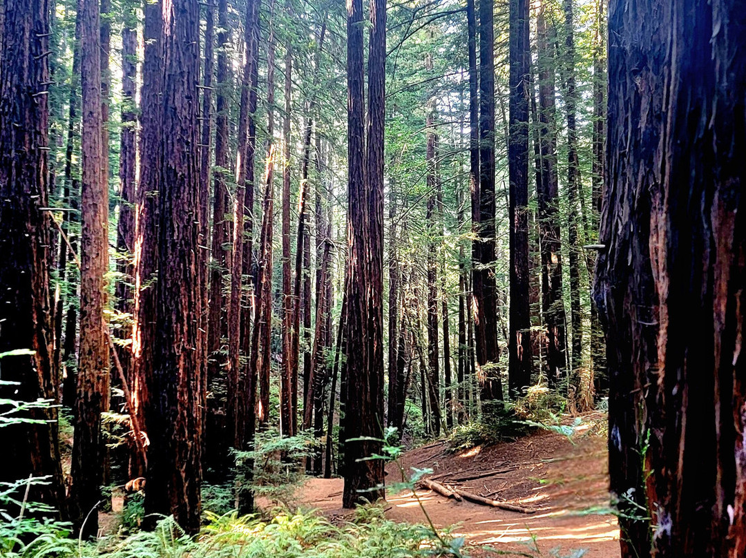 Roberts Regional Recreation Area-奥克兰必去景点