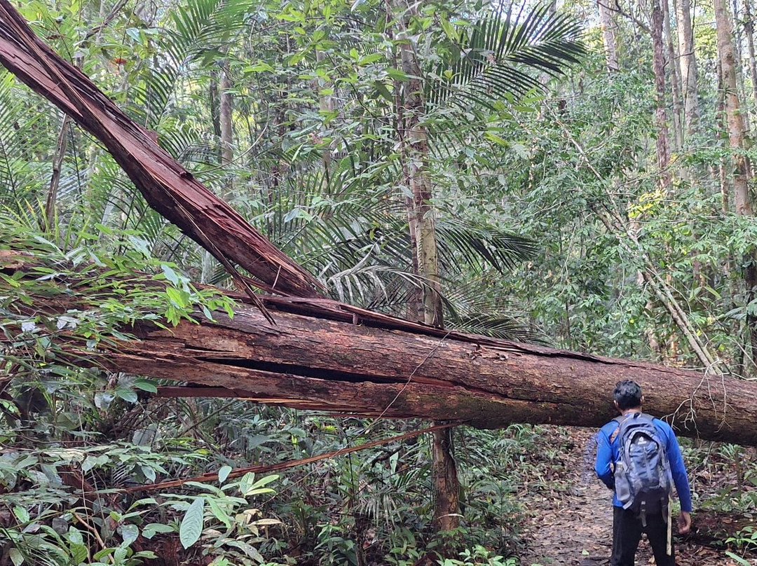 Taman Negeri Rompin Pahang景点图片