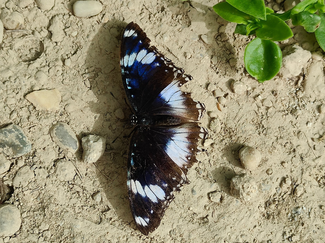 Mariposario de Nijar景点图片
