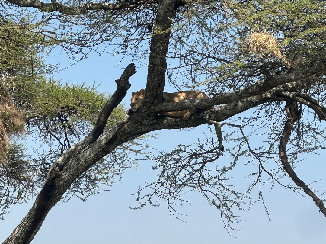Tanzania Destination-阿鲁沙必去景点