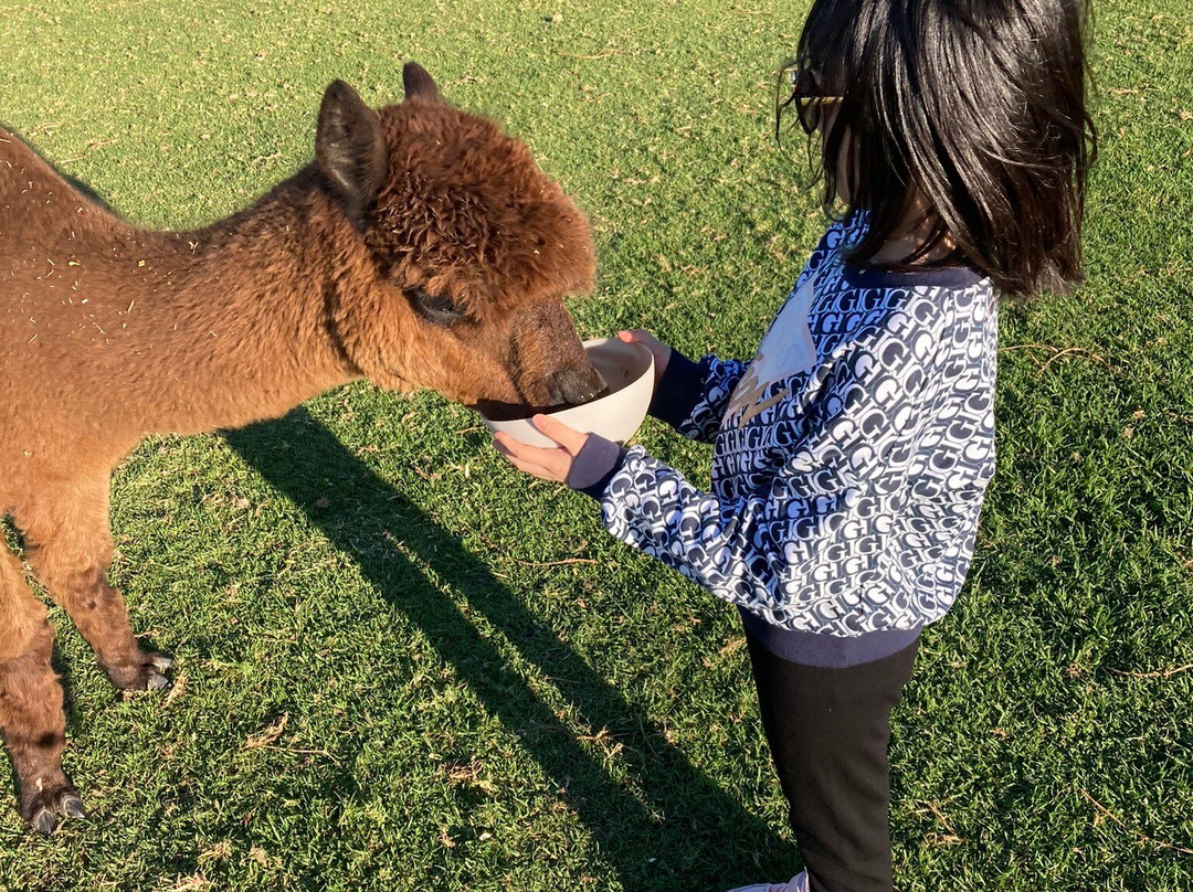 Iris Lodge Alpacas-Jilliby必去景点