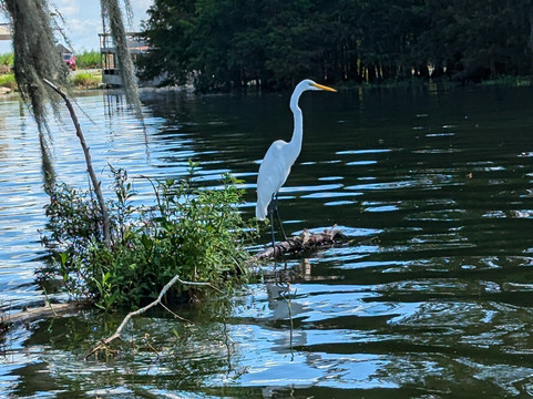 Swamp Tours With Wendy-布里奥克斯桥必去景点