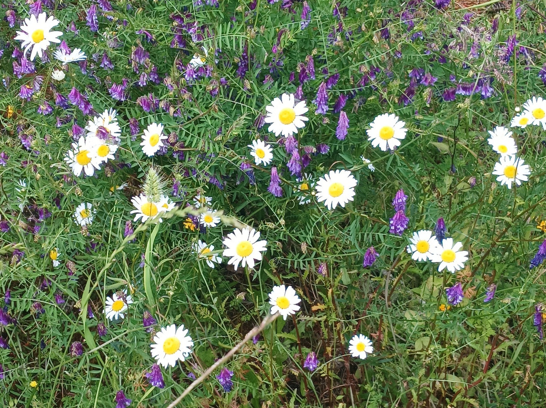 Fort Hoskins Historic County Park-科瓦利斯必去景点
