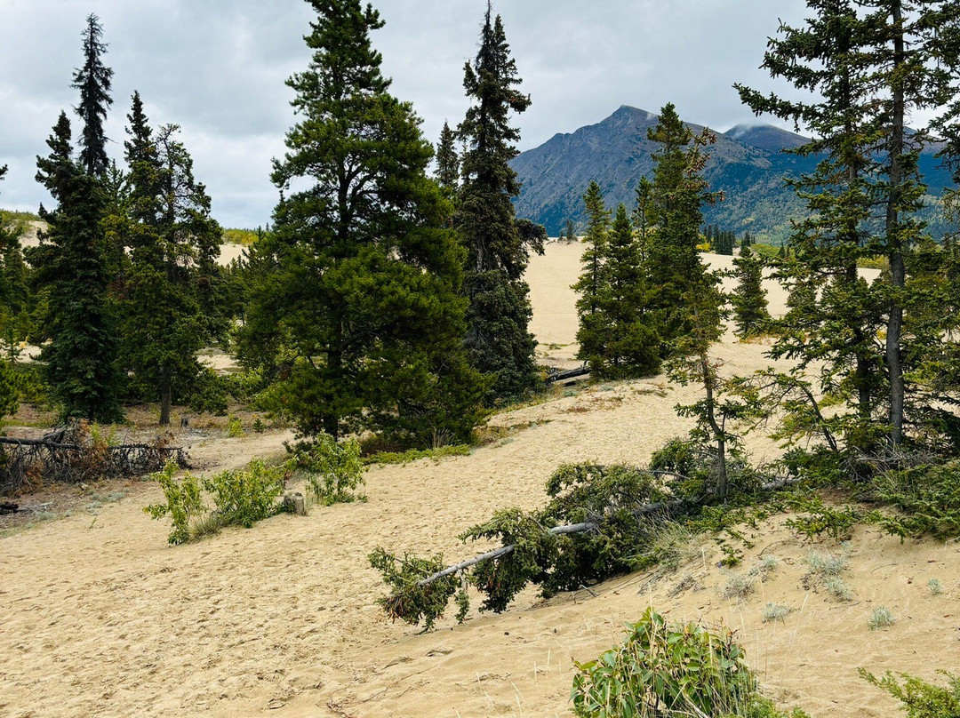 Carcross Desert-Carcross必去景点