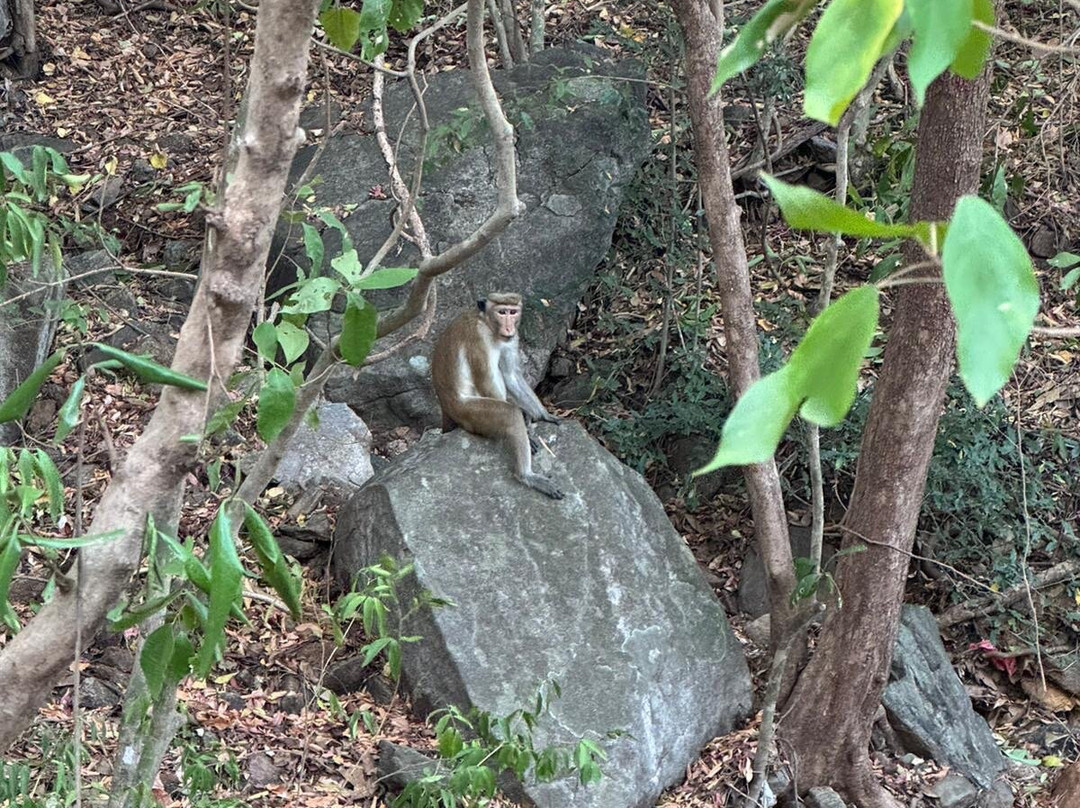 Pidurangala Royal Cave Temple-丹布拉必去景点
