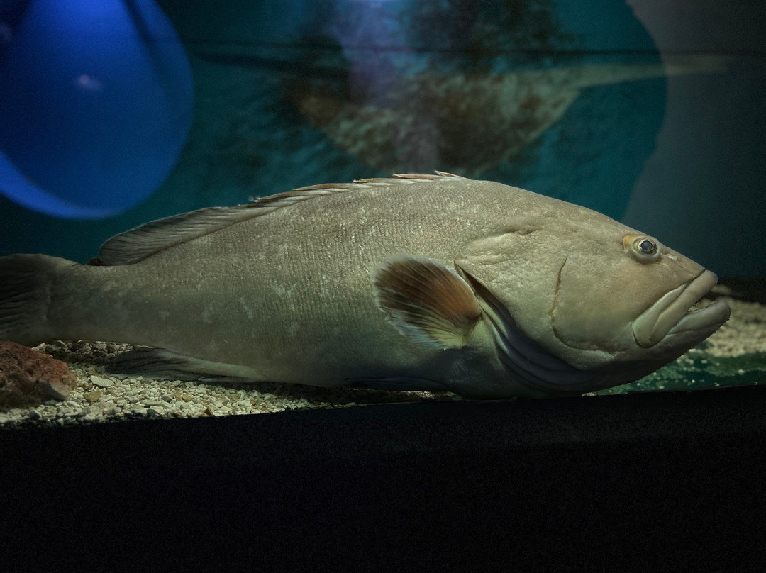 Aquarium景点图片