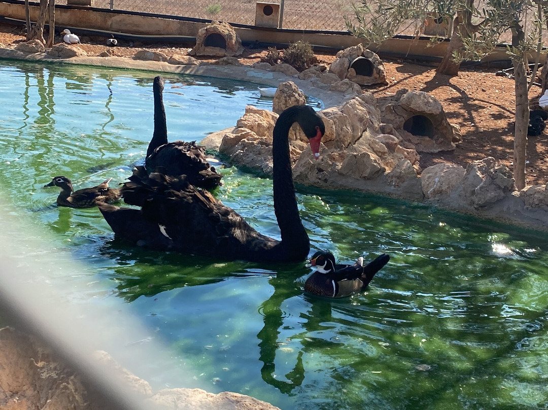 Melios Zoo-尼科西亚必去景点