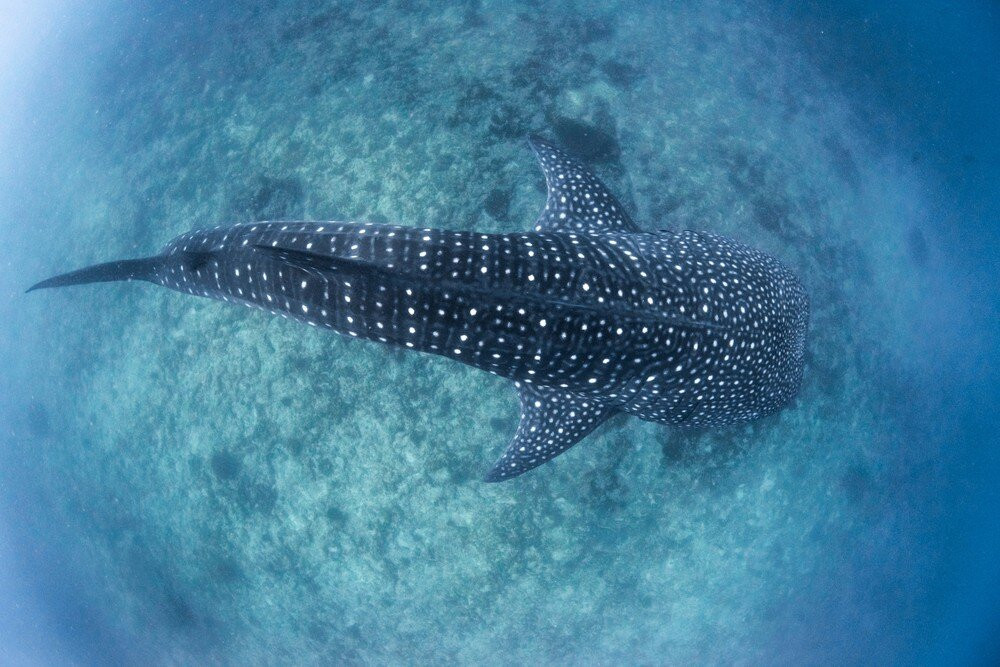 Ningaloo Reef Whale Sharks