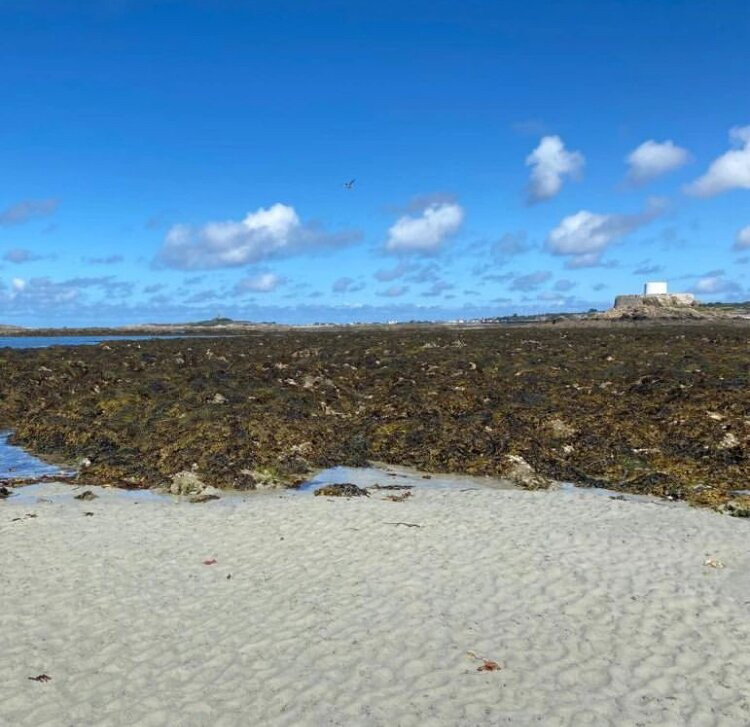 Guernsey Seaweed Foraging Tours-Castel必去景点