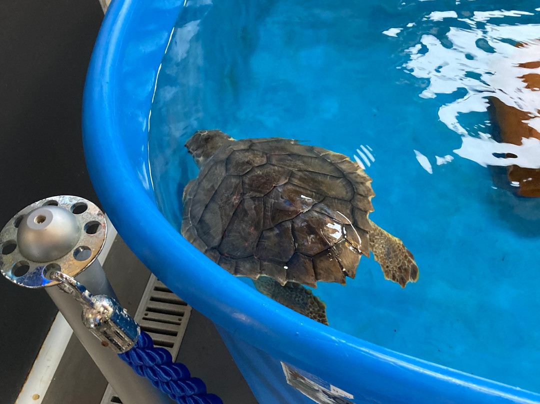 Turtle Point景点图片