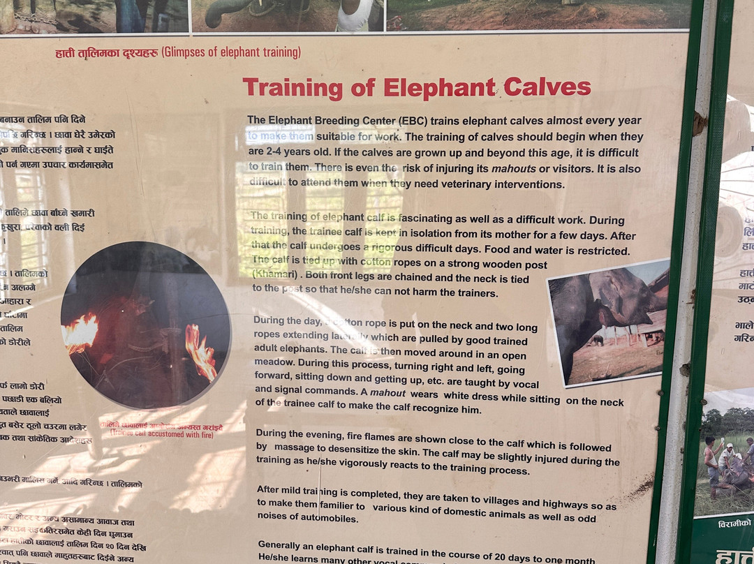 Elephant Breeding Centre-苏拉哈必去景点
