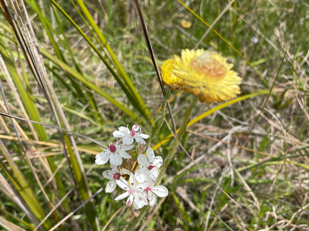 Briagolong Cemetery-Briagolong必去景点