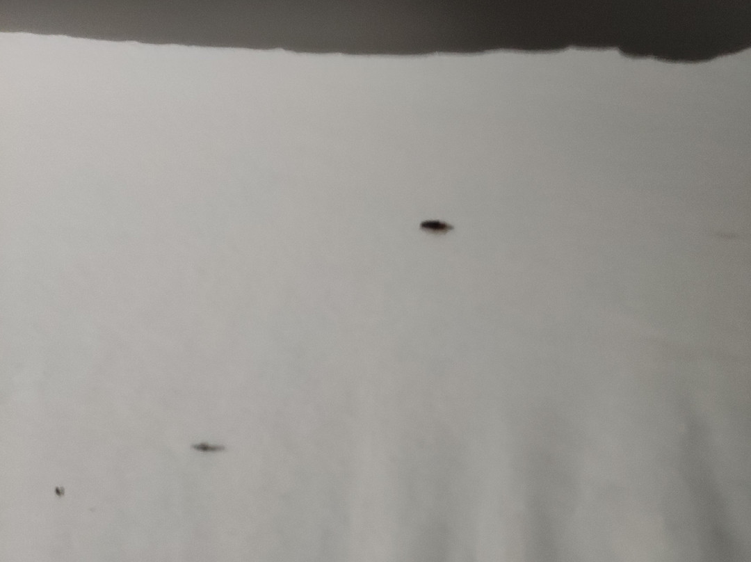 Premiere Classe Angers Ouest - Beaucouze主图