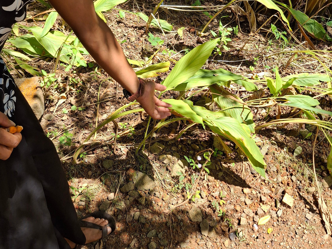 ශ්‍ Экскурсии и туры по Шри-Ланке на русском ලං «ШриЛанкаРус»-加勒必去景点