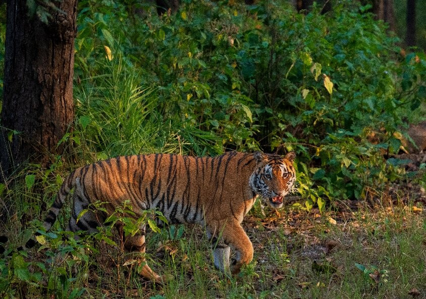 7 Tigers Resort Kanha主图