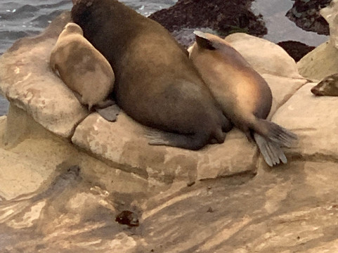 La Jolla Legendary Tours-拉荷亚必去景点