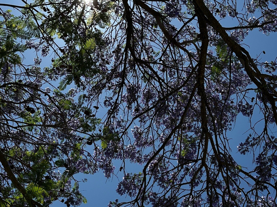 Royal Hotel Steytlerville主图