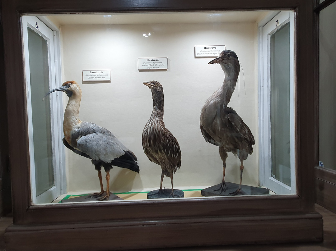 Museo Salesiano / Magiorinno Borgatello-蓬塔阿雷纳斯必去景点