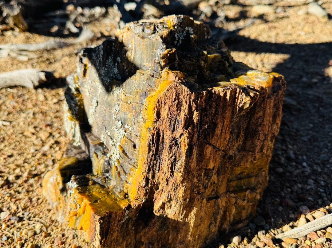 Escalante Petrified Forest State Park景点图片