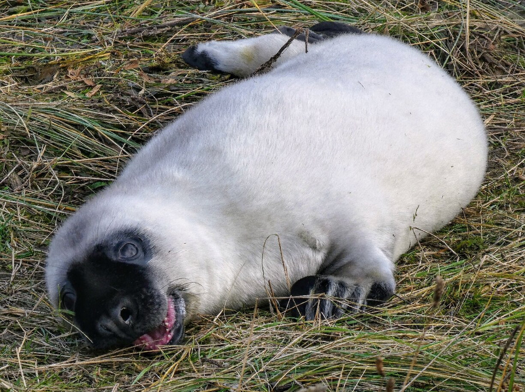 Donna Nook Nature Reserve景点图片