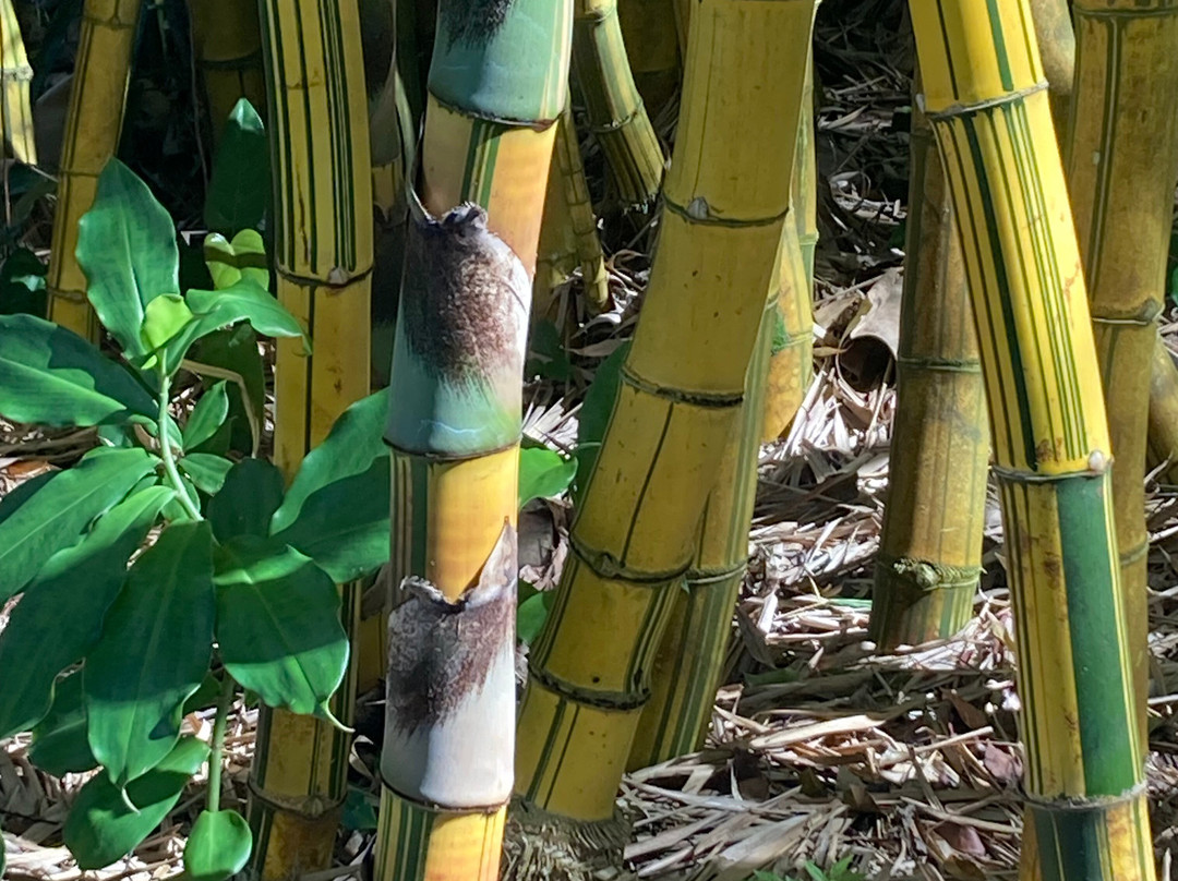 瓦西瓦植物园-瓦西瓦必去景点