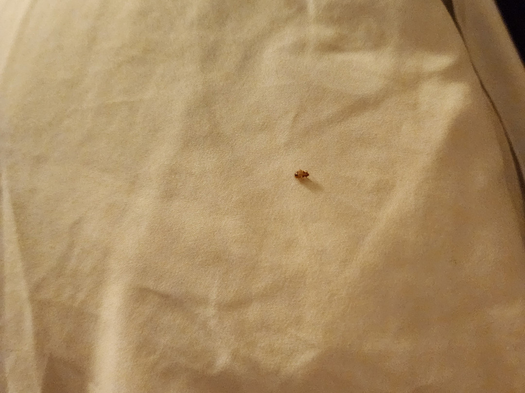 My Place Hotel-Yakima WA主图