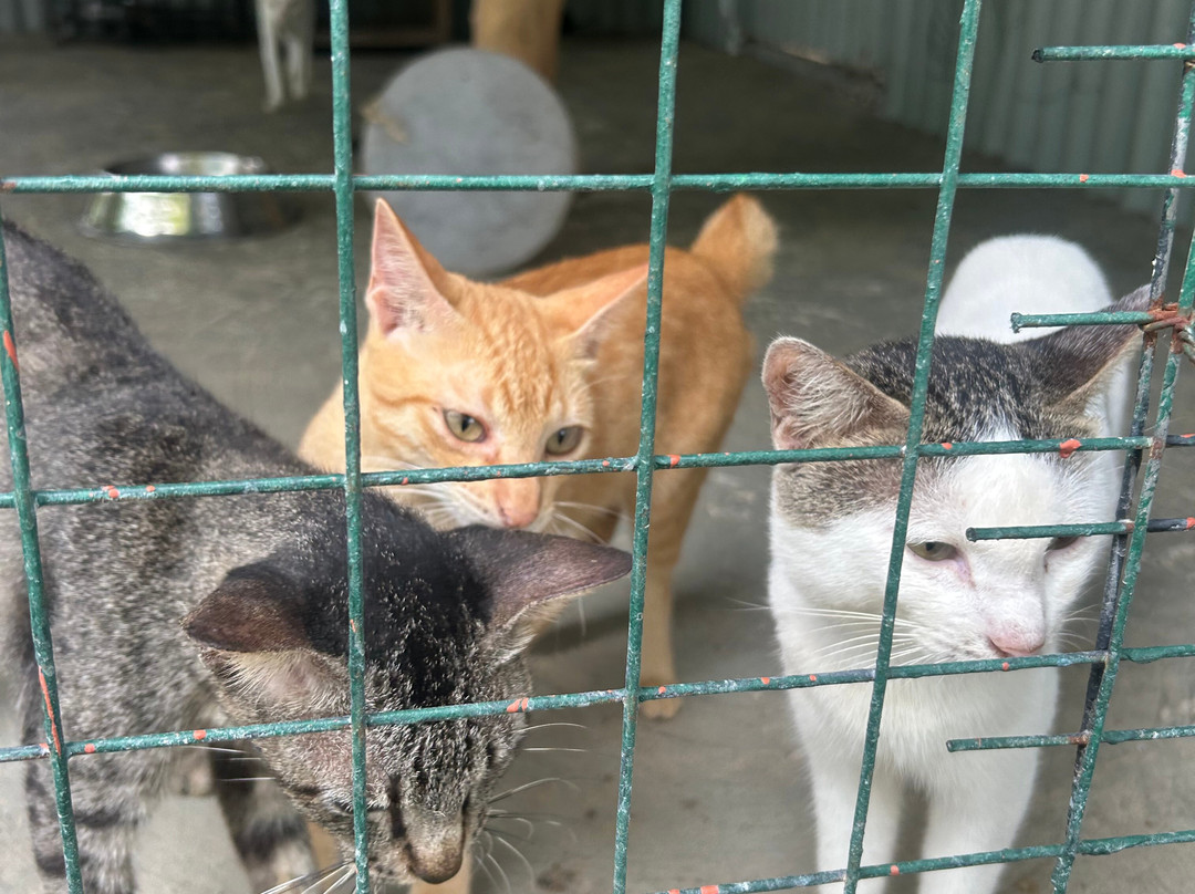 Moalboal Animal Welfare-莫阿尔博阿尔必去景点