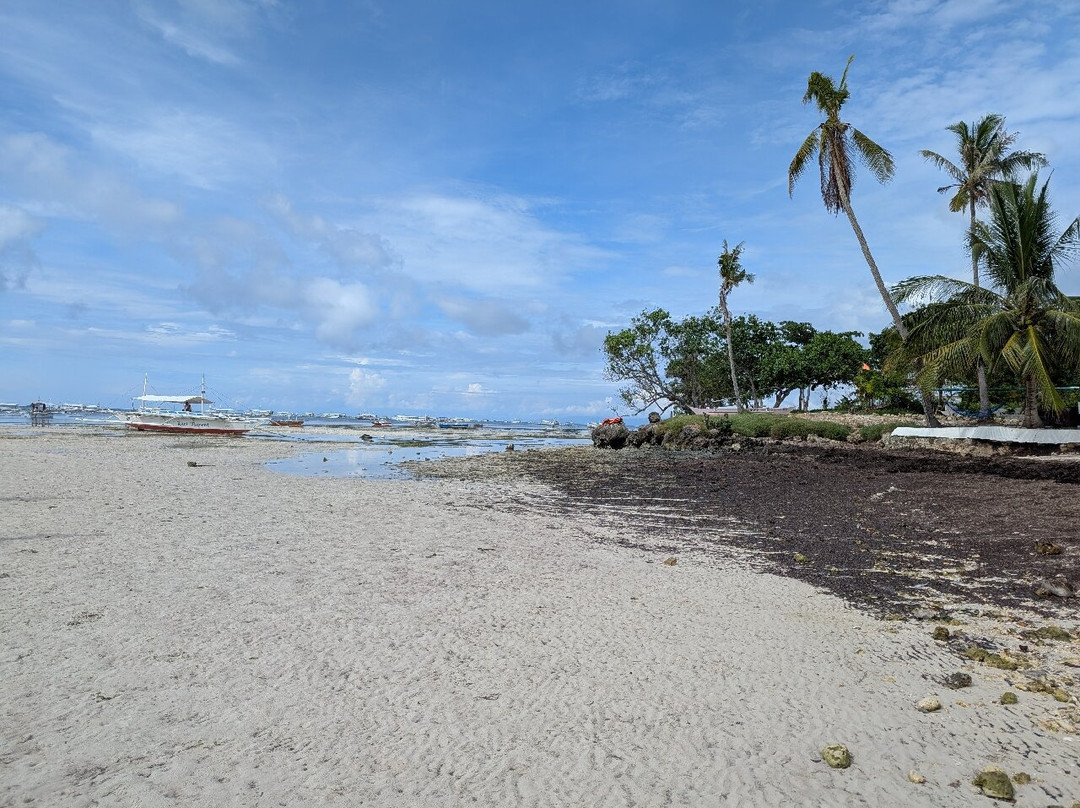 Balicasag Island Tour景点图片