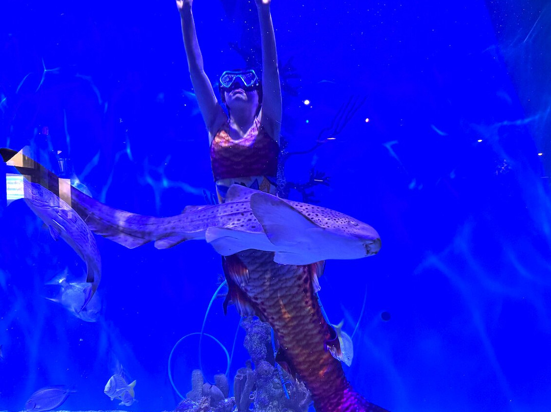 Mertailor's Mermaid Aquarium Encounter-Lecanto必去景点