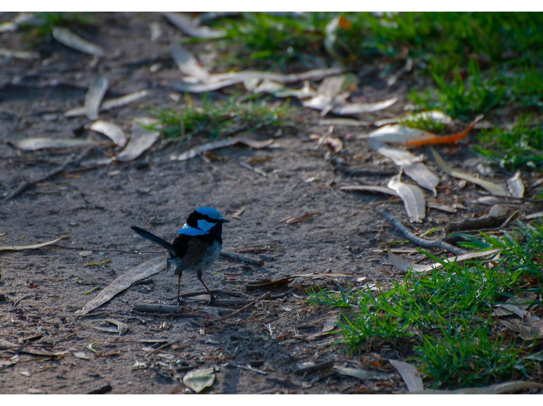 Balyang Sanctuary-季隆必去景点