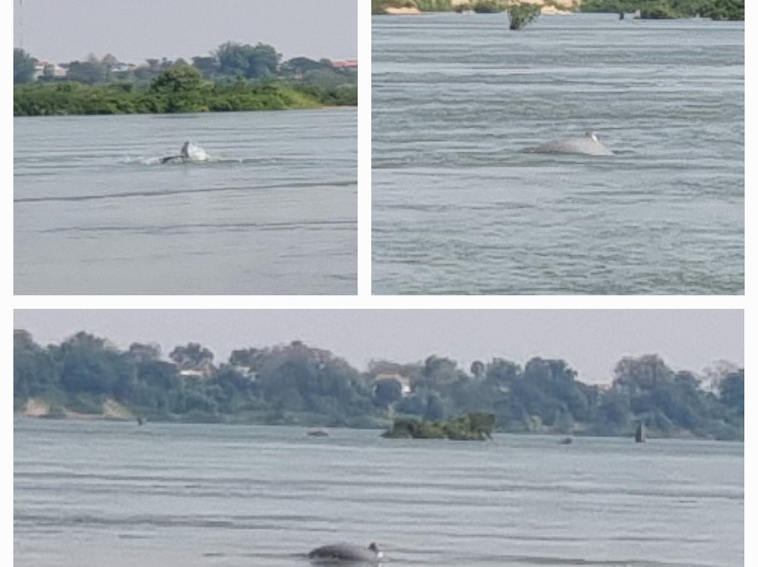 Dolphin Kayaking Adventures-Kratie必去景点