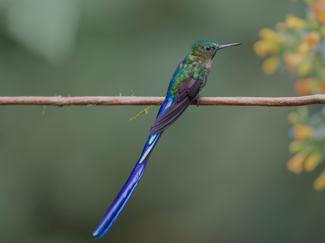 Refugio Paz de las Aves主图