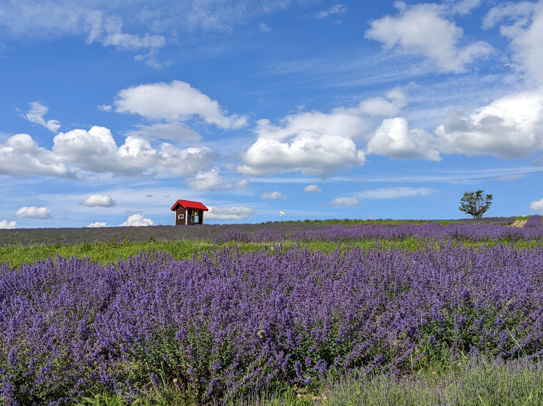 Hinode Lavender Garden-上富良野町必去景点