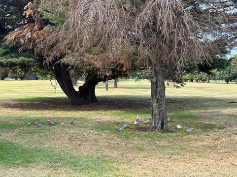 艾伯特公园高尔夫球场-墨尔本必去景点