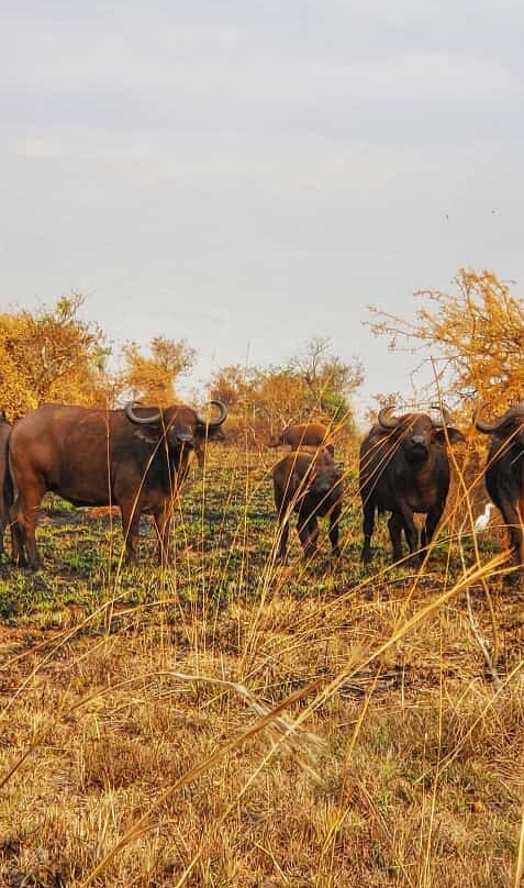 Beverly safaris africa-坎帕拉必去景点