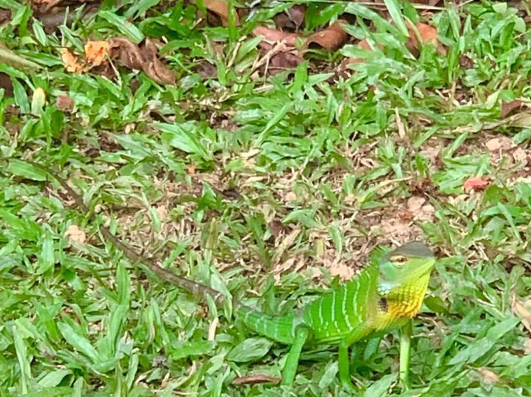 Tea Garden Eco Villas主图