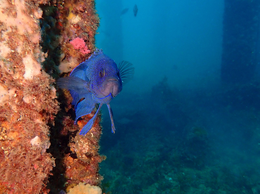 Sea Dragon Dive Lodge景点图片