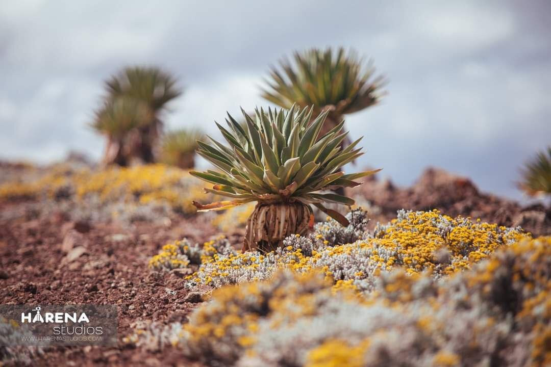 Bale Mountains National Park-亚的斯亚贝巴必去景点
