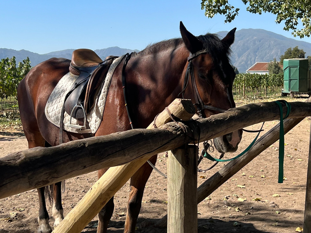 Cabalgatas Y Club Ecuestre Santa Cruz-圣克鲁斯必去景点