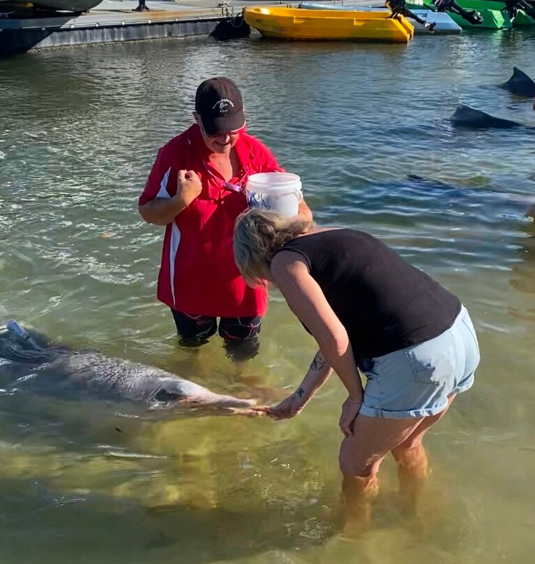 Barnacles Dolphin Centre景点图片