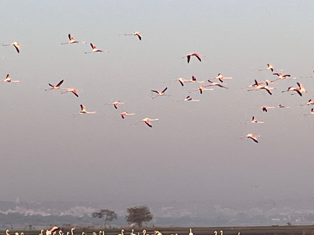 Bhigwan Bird Sanctuary景点图片