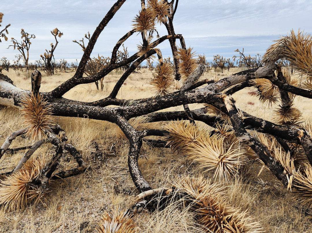 Mojave National Preserve-巴斯托必去景点