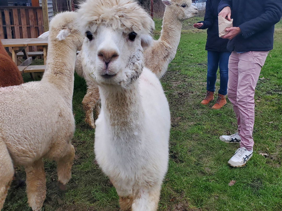 Dartmoor Reach Alpaca Experiences景点图片