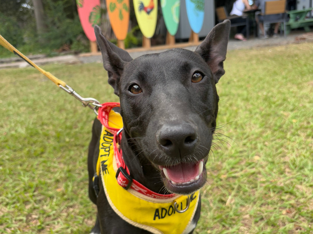 Kauai Humane Society-利胡埃必去景点