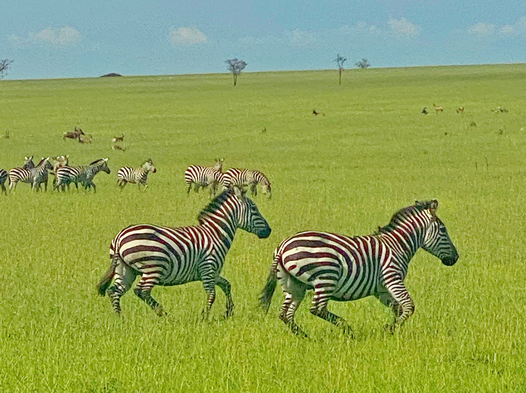 Wild Root Safaris and Adventures-阿鲁沙必去景点