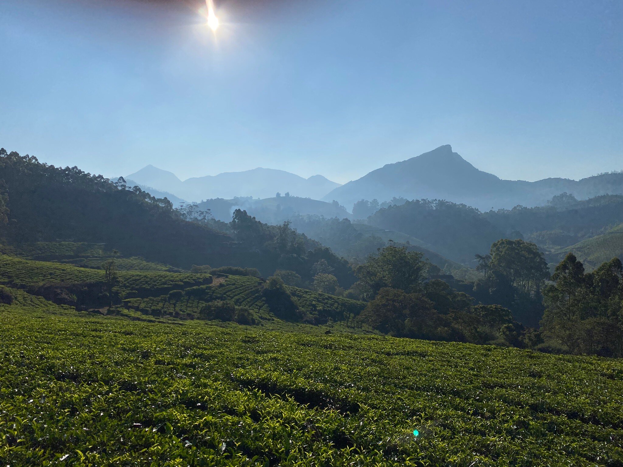 Mistletoe Munnar-官方