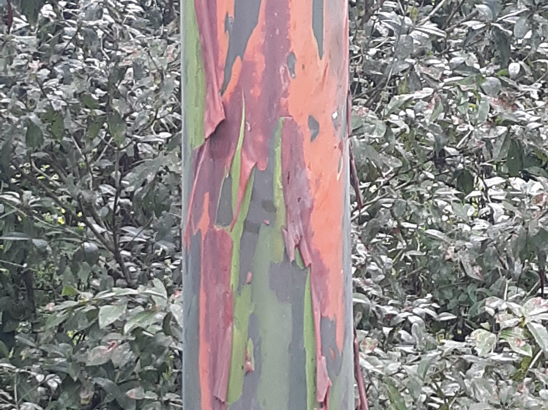 L'Etoile Celeste主图